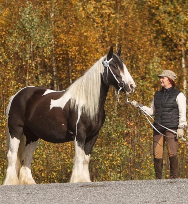 Gypsy-cob